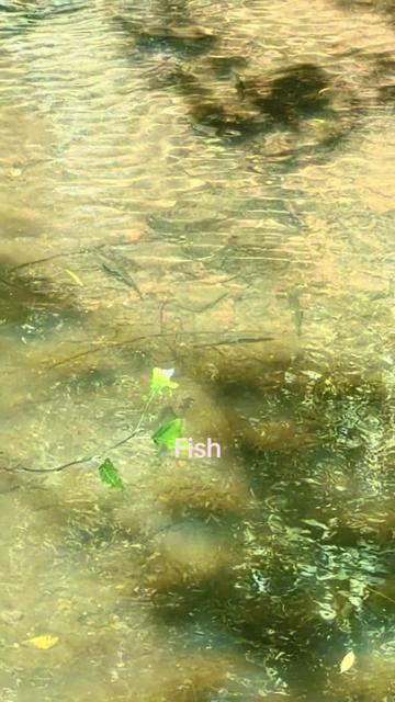 @Mental elf fishin