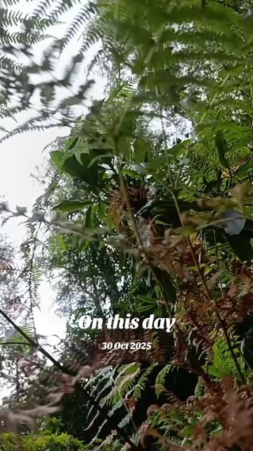 @ToniaNatureHealing