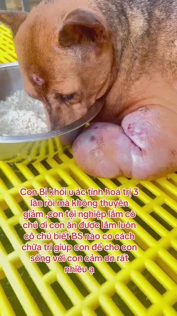 @yeuthuongchomeoba5