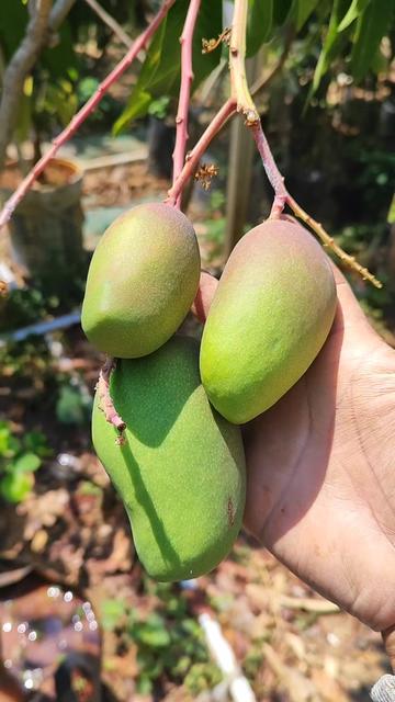 @GardeningFruits