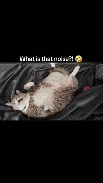 @CatCraze