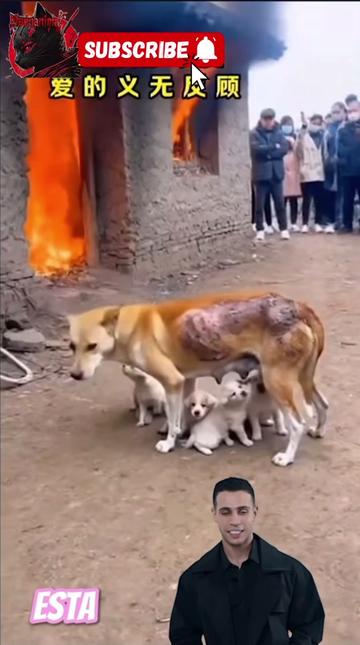 @Modoanimal