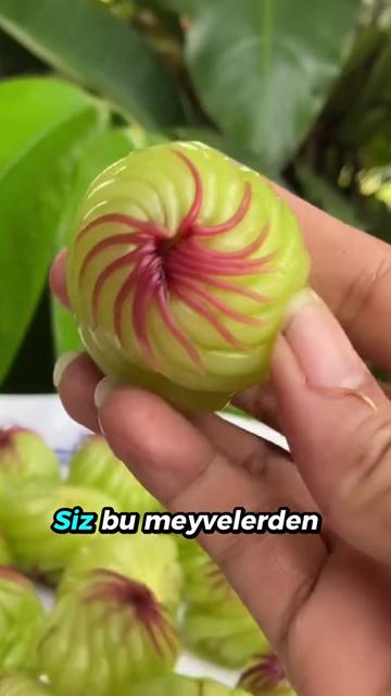 @beynegrafya