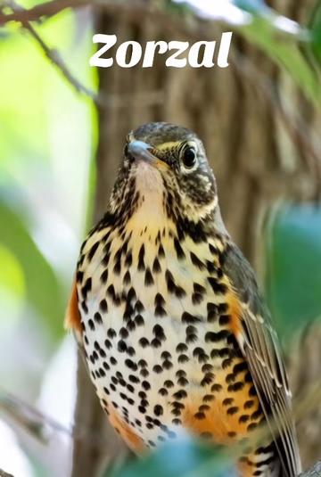@Fauna Mundial