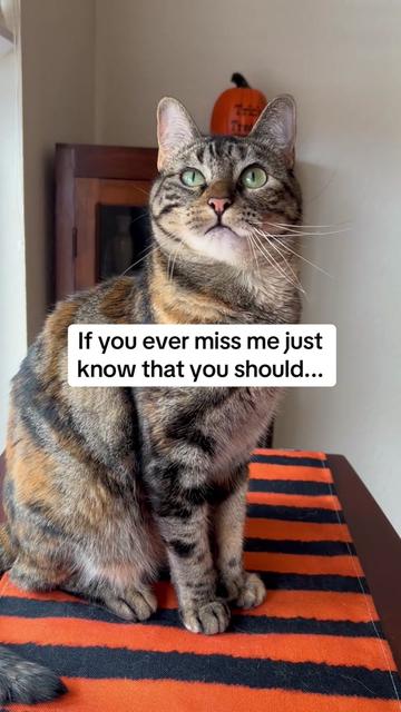 @mangosnickerskiwi