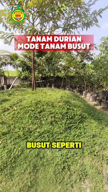 @Produksi Buah_SBS