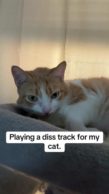 @Neighborhood Cat Man