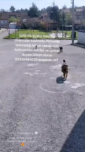 @Hayalperest_perii