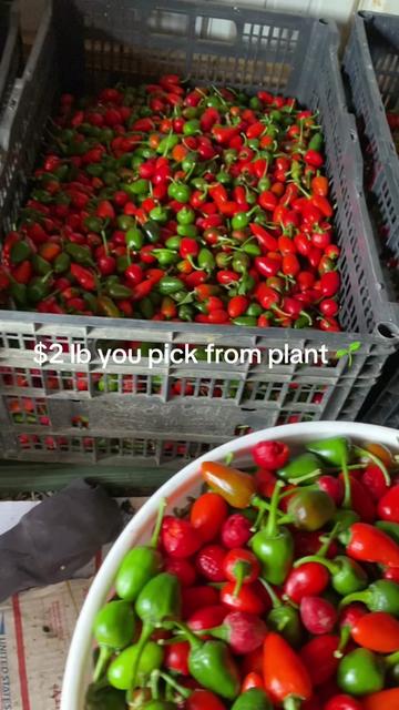 @B.A Organic Farm(380)209-9752