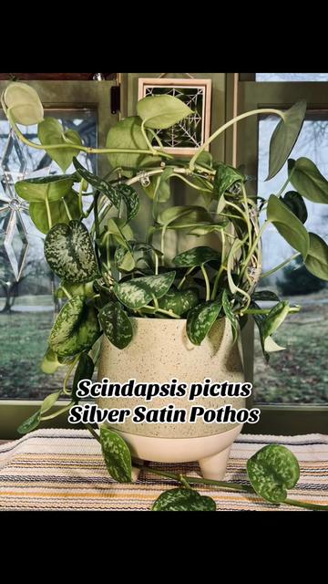 @The_Chlorophylliac