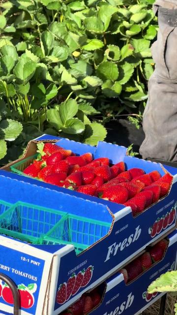 @AVL HARVESTING 👨&zwj;🌾