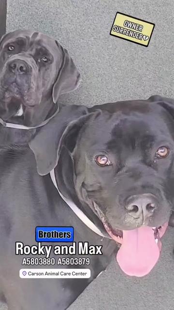 @Cane Corsos