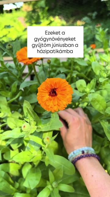 @agyogynovenyeslany