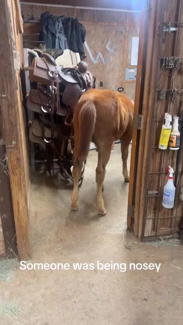 @stefaniwagley