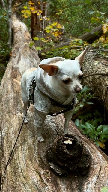 @TBD the Rescue Chihuahua