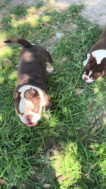 @🌴Tri Valley Bullys🌴