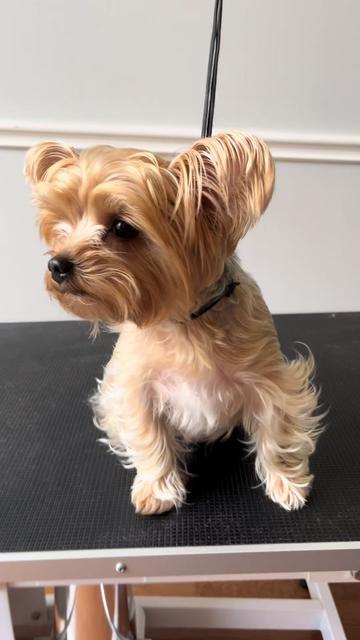 @desilynns_dogs