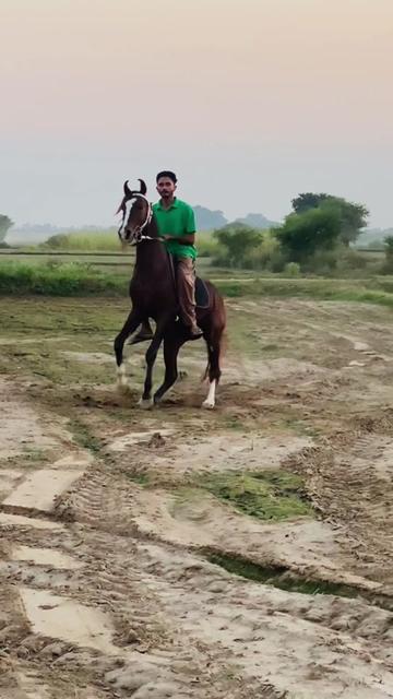 @Ch Hammad bokan ♥️🐎