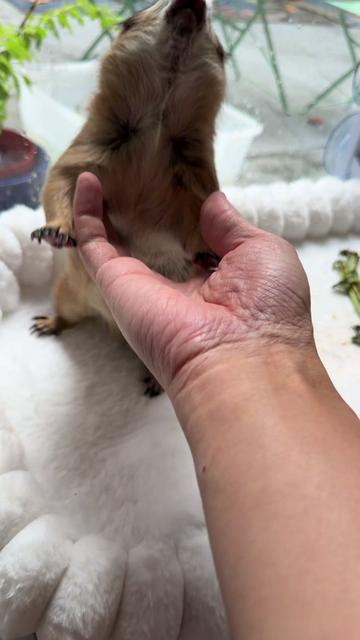 @Poppy the Prairie Dog