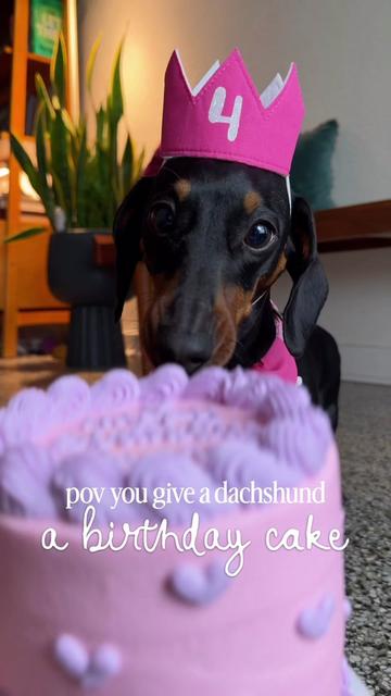 @Penny the Dachshund