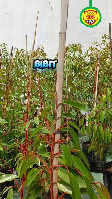 @Produksi Buah_SBS