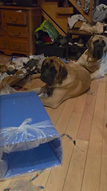 @Maple Mastiffs
