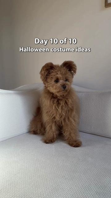 @Honey The Pomapoo 🧸