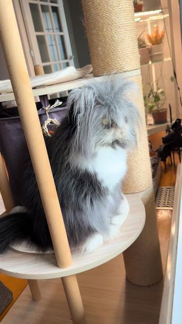 @atchoumthecat