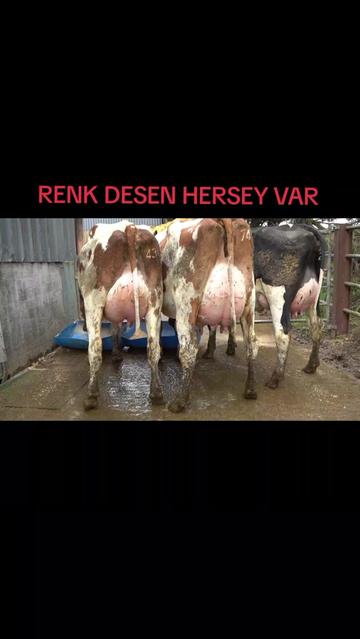 @BÜYÜKBAŞ HAYVANCILIK