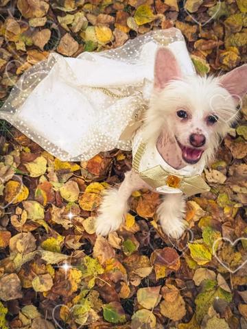 @Luxe The Adventure Poodle