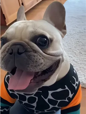 @Frenchie Daily