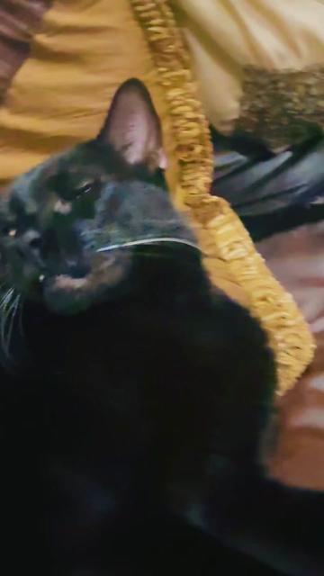 @pantherthecat_05