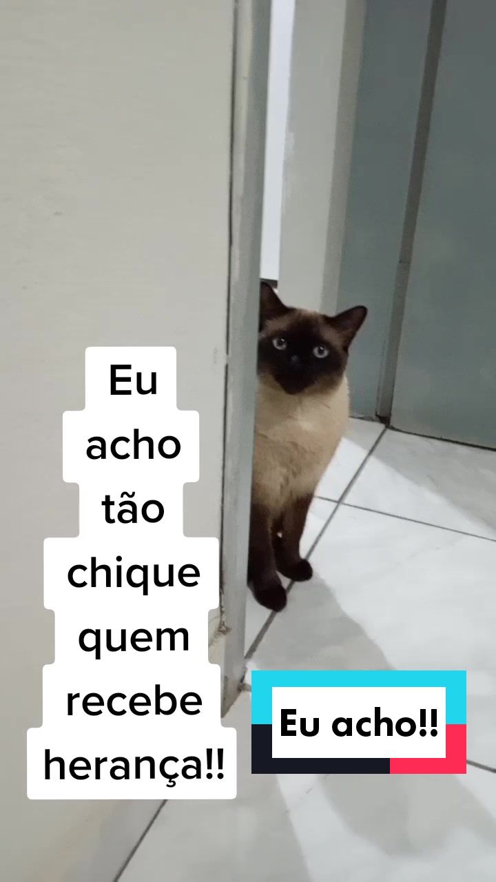@O GATO ZEZÉ
