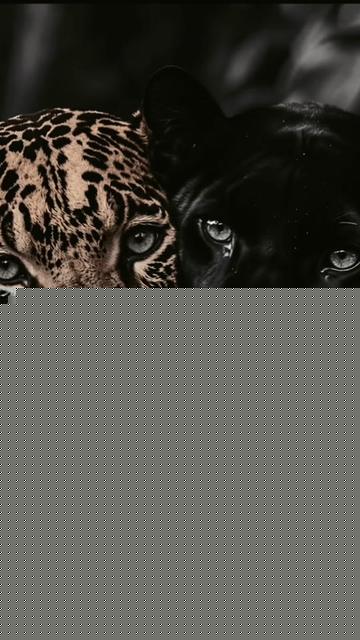 @🩵🐈 Barbiee 🐈🩵