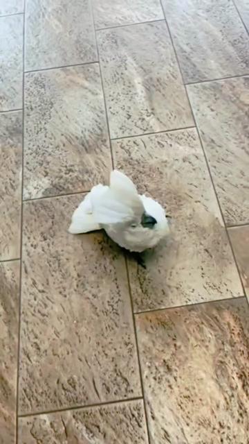 @Cute little pet 💕