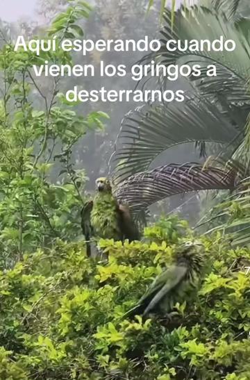 @chismoloco