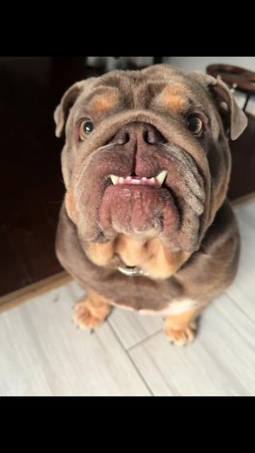 @RawlsTheBulldog