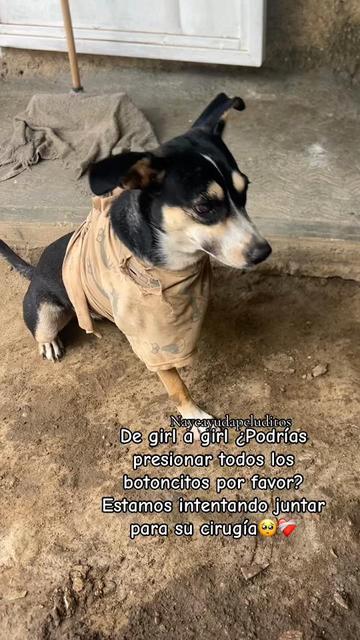 @NayeAyudaPeluditos