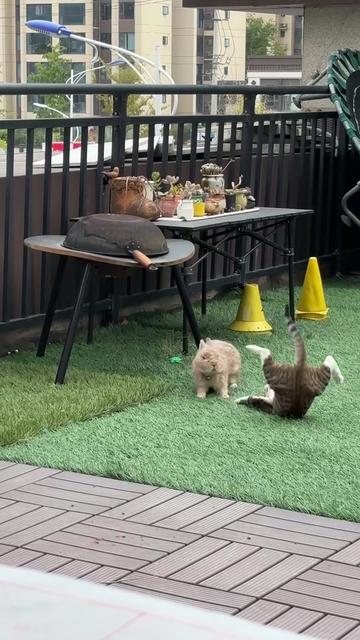 @Chonky World Of Cats