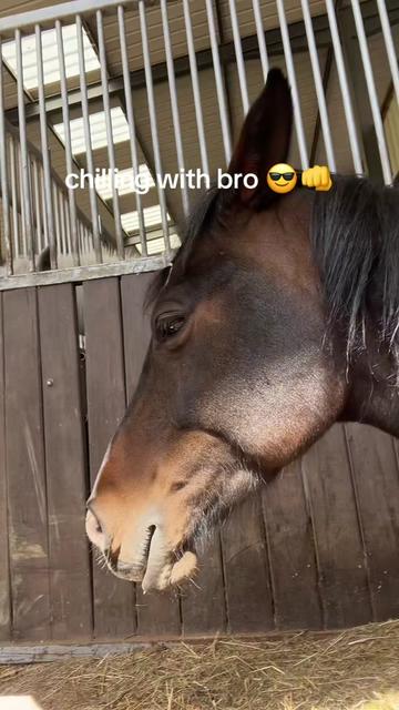 @SchimmelponyParadise