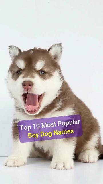 @Anna Isakova - Dog Behaviorist