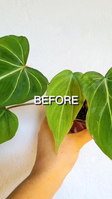 @Plantolog&iacute;a🌿