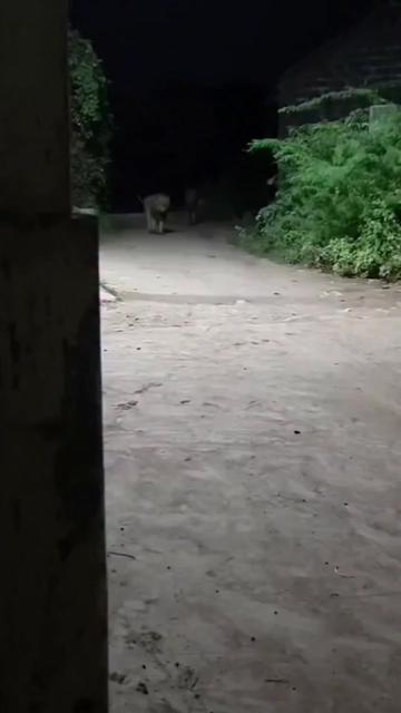 @kumar