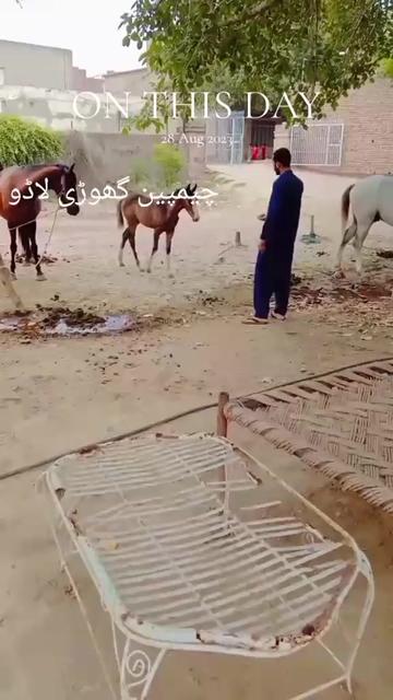 @احمد گل نمبر دار