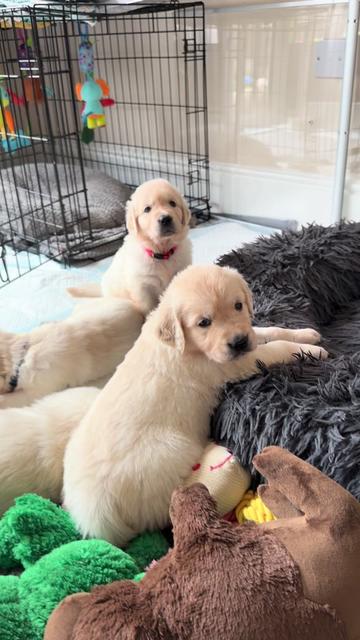 @Ateam Goldens