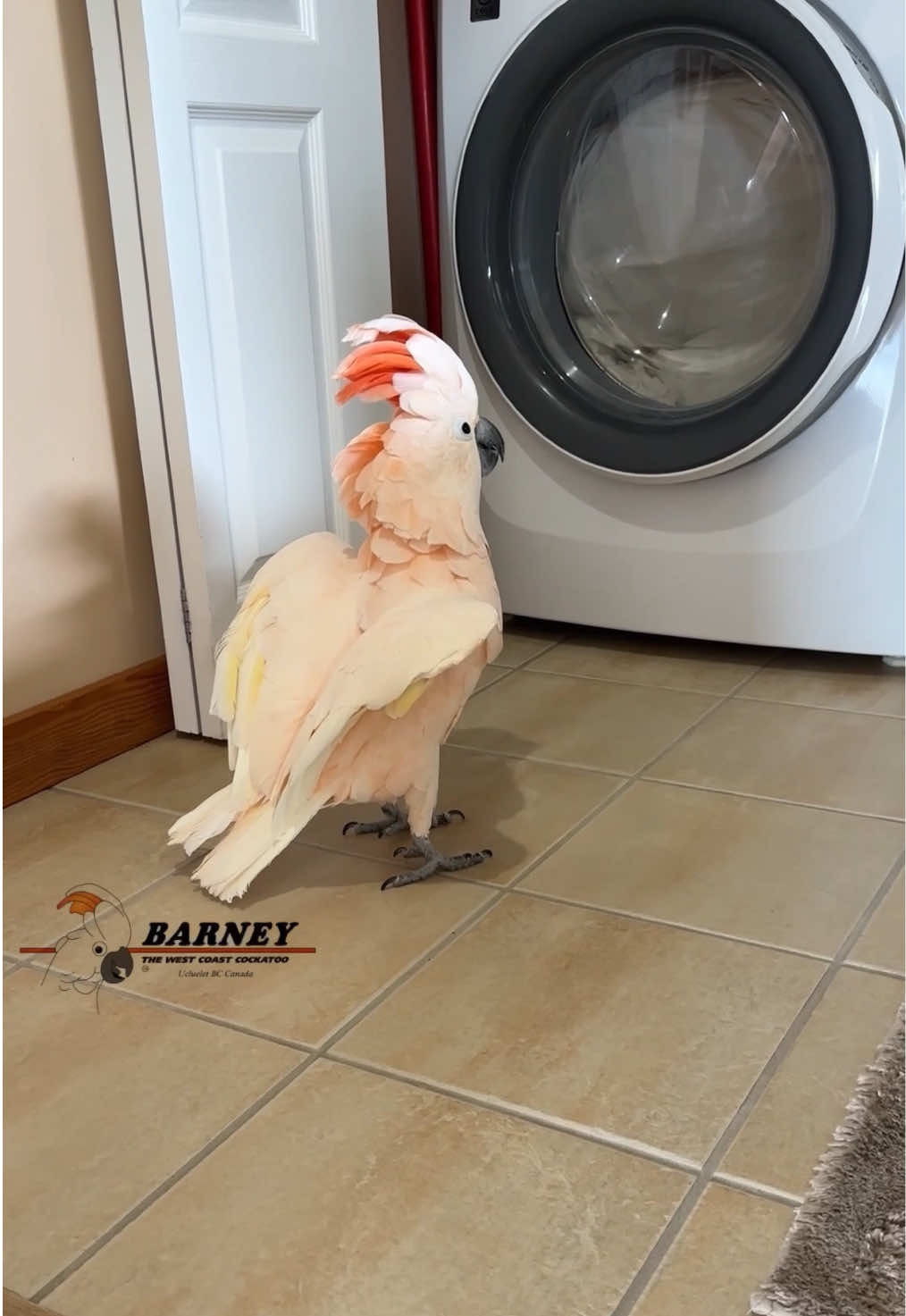 @Barney the West Coast Cockatoo
