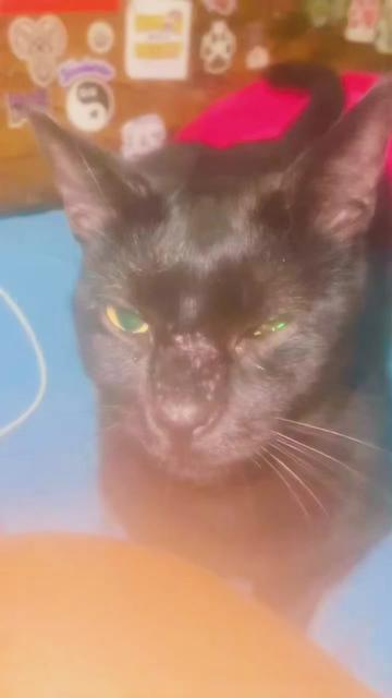 @pantherthecat_05