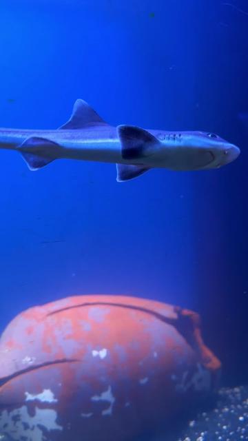 @San Antonio Aquarium