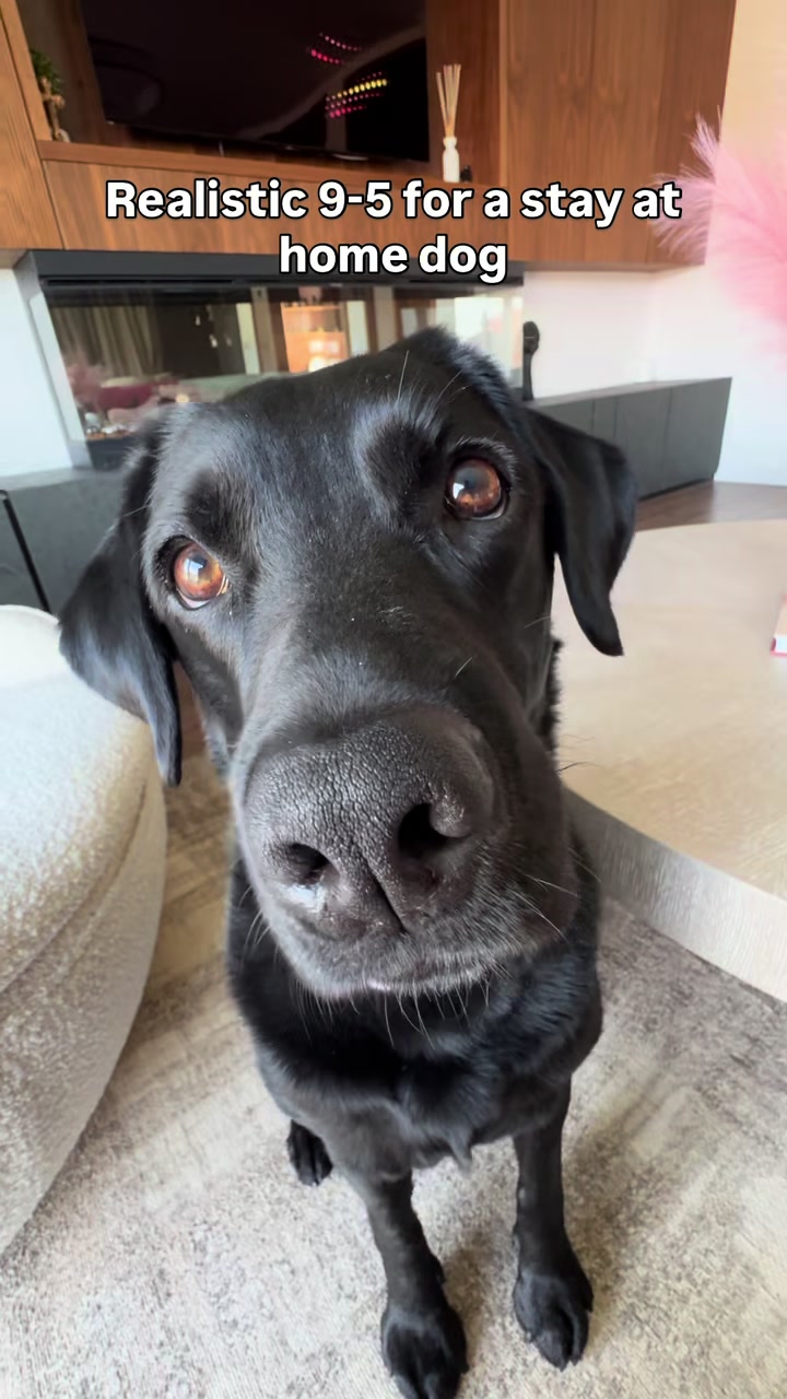 @lisatheblacklab