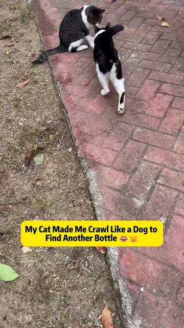 @Stray Cat Talkz